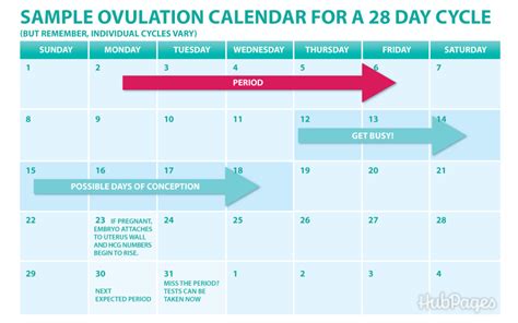 Do You Ovulate Before Or After Your Period