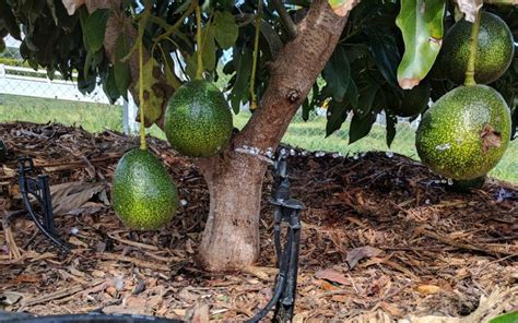 Avokado Yetiştiriciliği Ve Yetiştirme Koşulları Rehber Hortiturkey