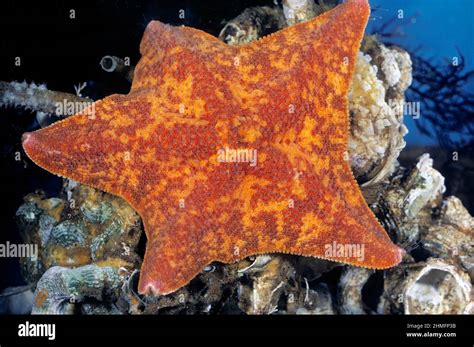 Bat Sea Star Patiria Miniata Pacific Stock Photo Alamy