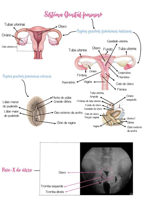 Sistema Genital Feminino Rg Os Internos E Externos E Ultrassom Longitudinal Do Tero Female