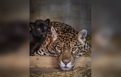 Englands Big Cat Sanctuary Welcomes Rare Black Jaguar Cub Photos
