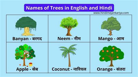 Names Of Trees In English And Hindi 50 पेड़ों के नाम