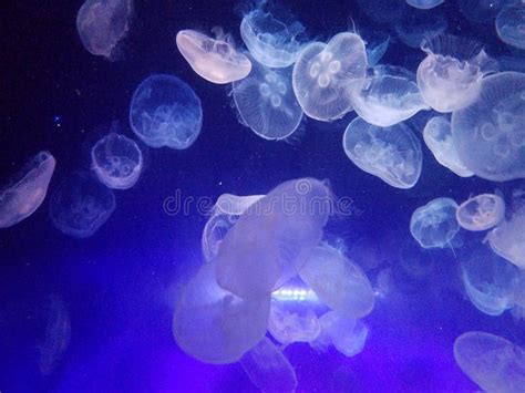 School Of Box Jellyfish Stock Photo Image Of Chiropsalmus 27448822