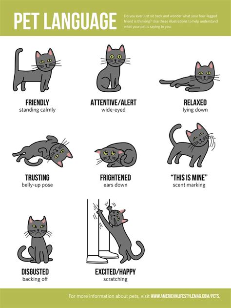 Pet Language Infographic Cat Language Pets Educational Infographic