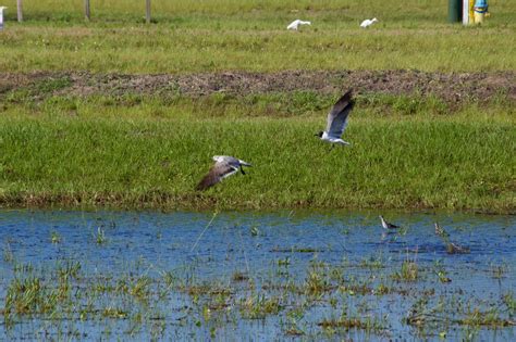 Marsh Birds Pentax User Photo Gallery