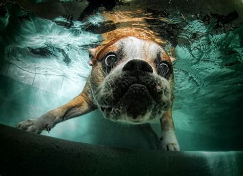 Interesting Photos Of Underwater Dogs