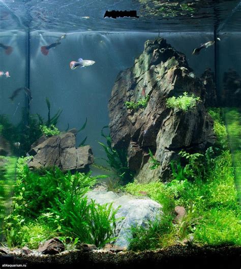 Best Aquascape Inpiration 50 Aquarium Landscape Aquarium Fish Tank