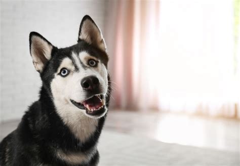 Vomiting can be more dangerous in senior dogs because they may already have other health issues, as well as the fact that vomiting can be severely dehydrating. Dog Throwing Up Undigested Food Hours After Eating [2021 ...