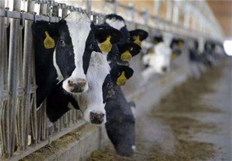 Dairy Farms Asked To Consider Breeding No Horn Cows