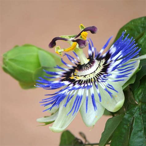 Blue Passion Flower Growing Care Health Benefits And Description