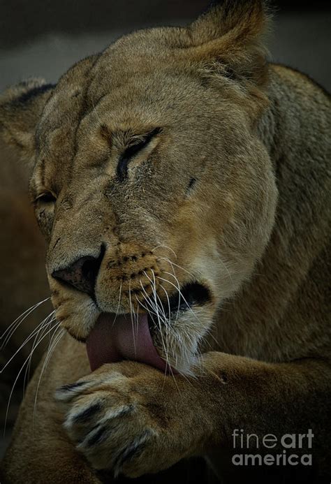 Lioness Licking Her Paw Photograph By Msvrvisual Rawshutterbug