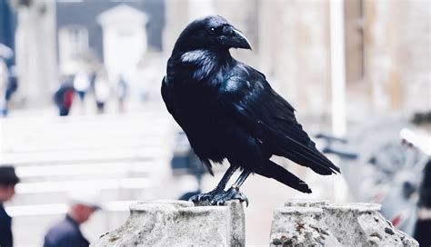 New Research Shows Why Crows Are So Intelligent And Even Self Aware