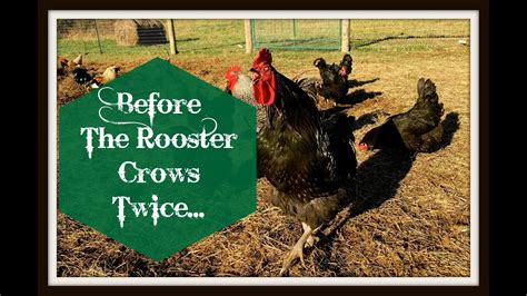 Before The Rooster Crows Twice... - YouTube
