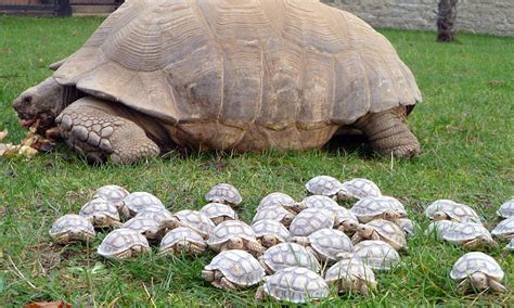 African Sulcata Tortoise Keeps Pace With 45 Babies At Linton Zoo