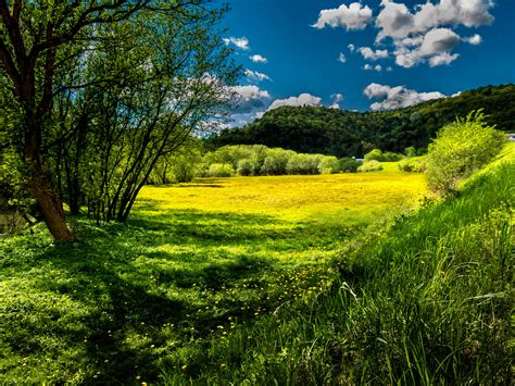 Free Stock Photo 12116 Meadow Dandelions Freeimageslive