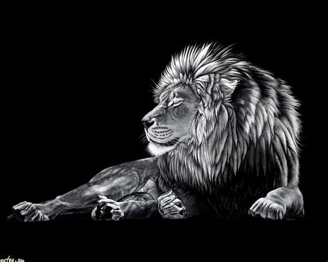 44 Cool Lion Wallpaper On Wallpapersafari