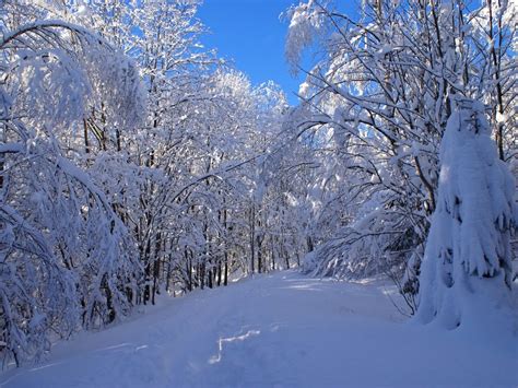 Snježne Grane Download Besplatna Pozadina Za Desktop Priroda