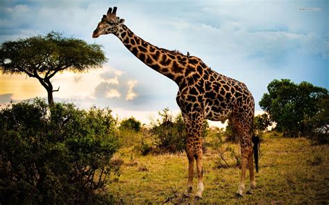 Little Critterz 21 Things You Didnt Know About Giraffes