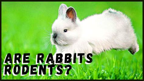 Are Rabbits Rodents Youtube