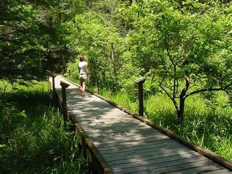 Wetland Trail Boardwalk State Parks Louisiana Travel