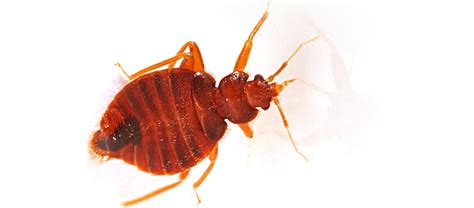Bed Bugs Atlanta Pest Control