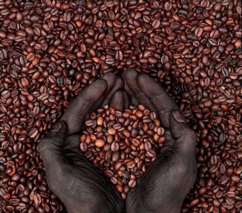 African coffees are usually described as complex, fruity and floral. News on the Coffee Crop - Live from Liberia « Compassion Corps