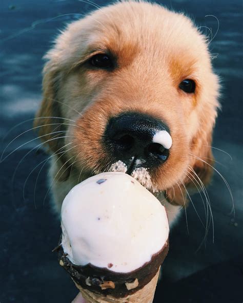 Cute Puppy Eating Ice Cream Golden Retreivers Photo 41435179 Fanpop