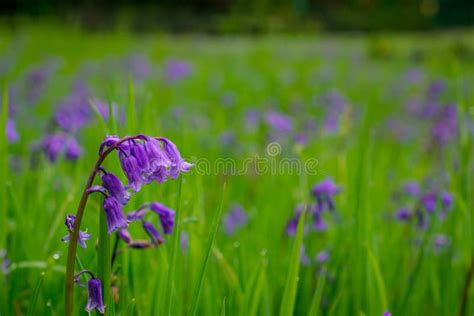 Bluebells Field Blue Spring Flowers Stock Image Image Of Background