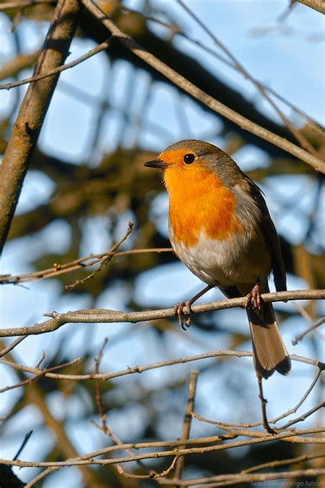 Pin On Robin Bird