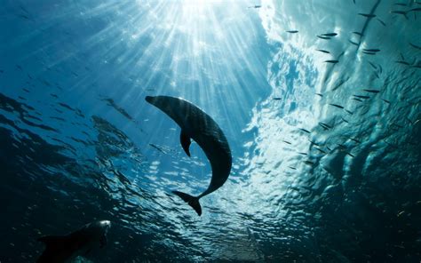 Wallpaper Animals Sea Fish Blue Underwater Dolphin Ocean