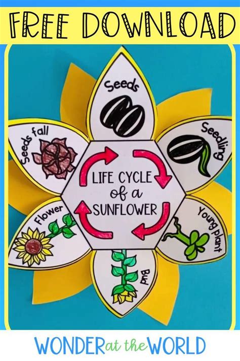 Free Sunflower Life Cycle Foldable Sequencing Activity Video Life