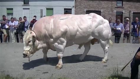 Biggest Bull Ive Ever Seen Youtube