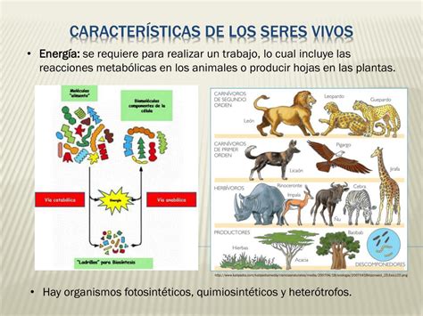 Ppt Biología Iv Unidad I La Biología Como Ciencia Powerpoint