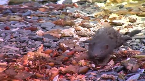 Más De 650 Especies Invasoras Exóticas Amenazan El Hábitat Y Ponen En Riesgo A La Fauna Y La