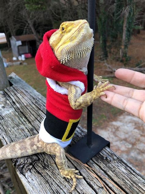 A Small Lizard In A Red And White Sweater On Top Of A Wooden Table Next