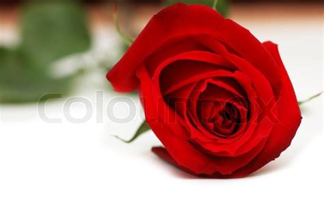 Red Rose Isolated On The White Stock Photo Colourbox