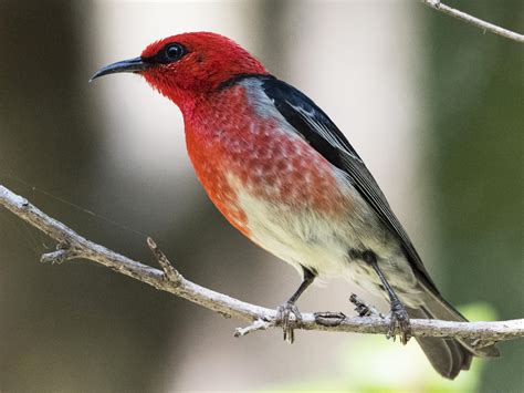 Scarlet Myzomela Ebird