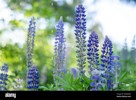 Lupin Spring Blossom Grass And Flowers Stock Photo Alamy