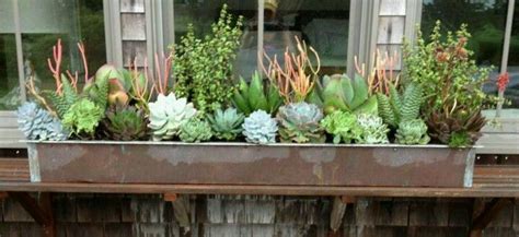 180 Best Images About Succulent Window Boxes And Containers