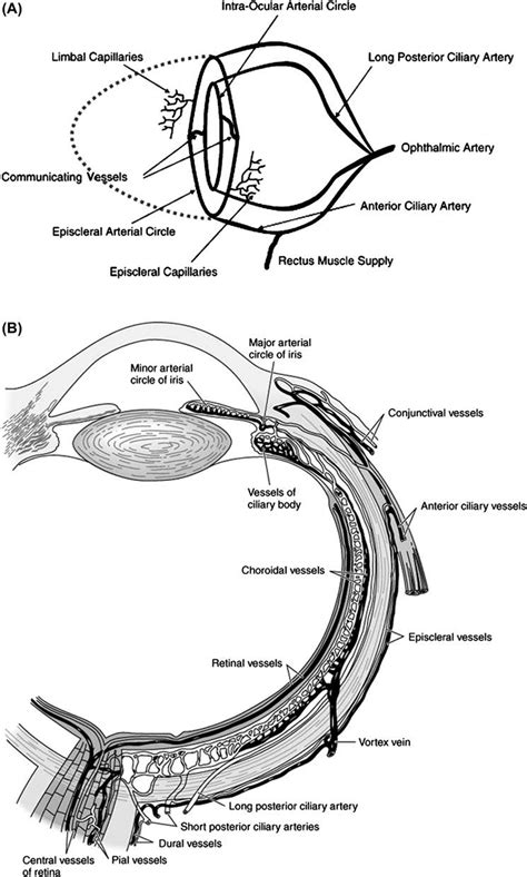 2 A Simplified Schematic Diagram Of The Ocular Blood Supply From