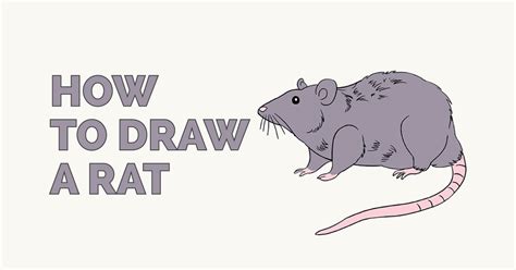 How To Draw A Rat Step By Step Tutorial Easy Drawing Guides