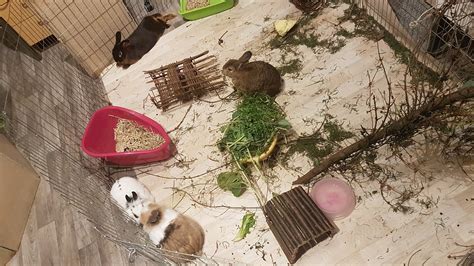 Vergesellschaftung Von Kaninchen