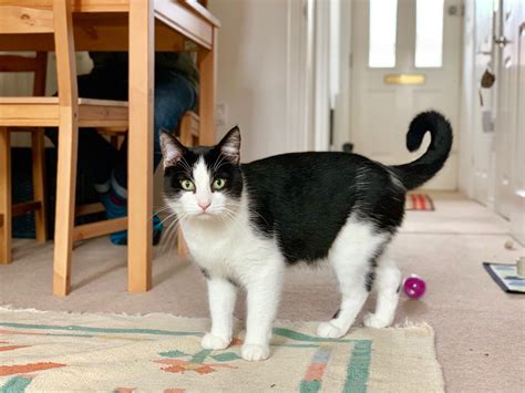 Missing Black And White Male Cat Lost And Found In Bristolsouth Glos