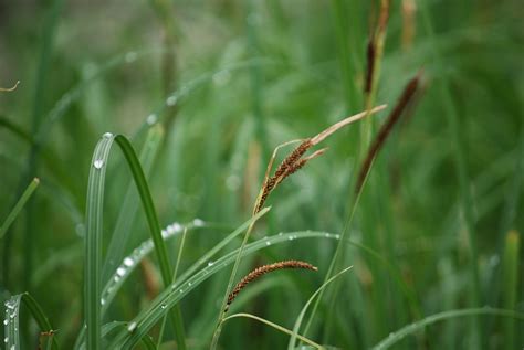 Free Photo Reed Grass Dew Green Dewdrop Free Image On Pixabay