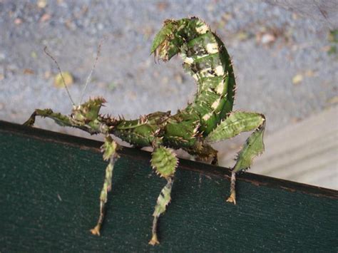 Buy cheap spiny leaf insects online. Giant Prickly Stick Insect - What's That Bug?