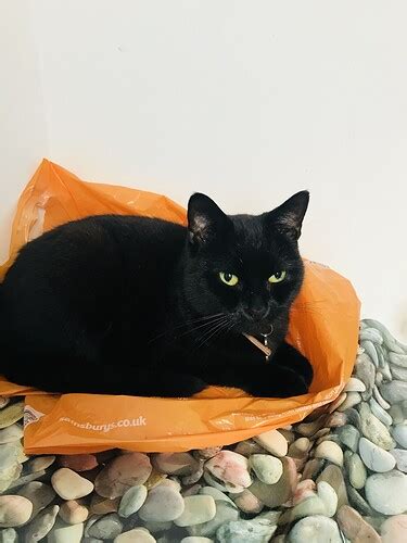 Missing Black Cat Have You Seen Her Lostfound Se23 Forum