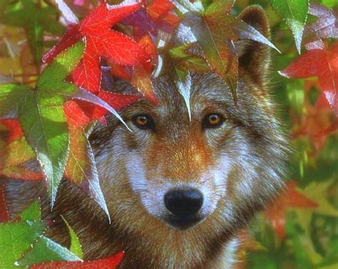 Autumn Wolf Fall Autumn Leaves Love Four Seasons Wolf Wolves
