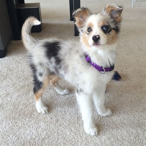 Daisy The Mini Aussie And Border Collie Poodle Mix Puppies Pretty