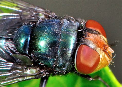 Steelblue Bluebottle Blowfly Chrysomya Saffranea
