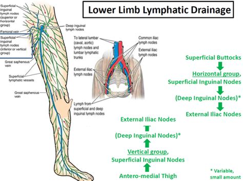 Where Do Superficial Inguinal Lymph Nodes Drain To Best Drain Photos